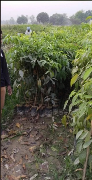 Mahuva Plant